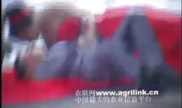 男女亲吻视频,男女亲吻视频捕捉浪漫瞬间